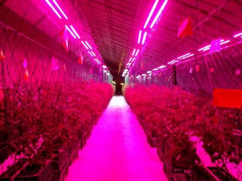 Full Spectrum LED Grow Lamp USB LED Plant Grow Strip 2835 SMD 0.5m 1m 2m Fitolampy Grow Lights for Indoor Plant Flower Seedling