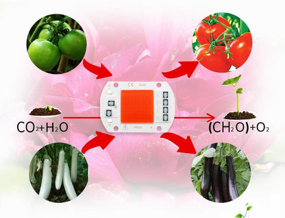 COB Chip LED Grow Light Phyto Lamp  20W 30W 50W Full Spectrum No need driver For Growth Flower Seedling Grow Plant