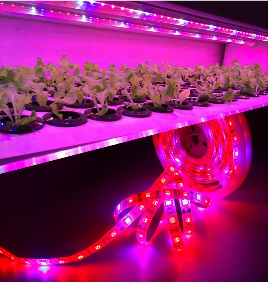 Plant Grow lights 1m 2m 3m 4m 5m Waterproof Full Spectrum LED Strip Flower phyto lamp Red blue 4:1 for Greenhouse Hydroponic
