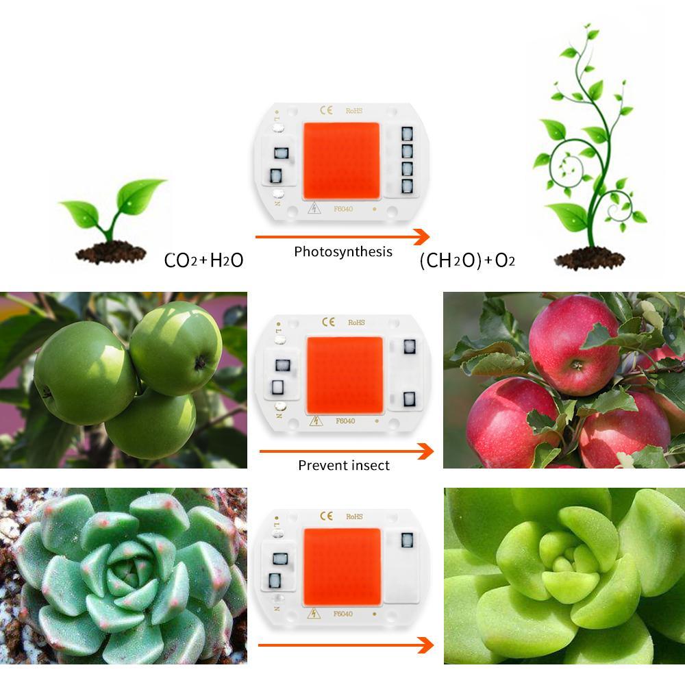 COB Chip LED Grow Light Phyto Lamp  20W 30W 50W Full Spectrum No need driver For Growth Flower Seedling Grow Plant