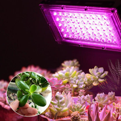 Outdoor Lighting Led Flood Light 50W 100W waterproof Spotlight Projector Full Spectrum Led Grow Light For plant growth lamp