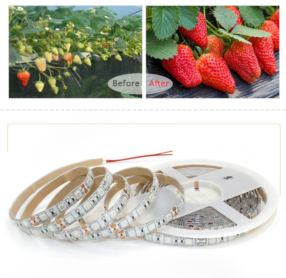 LED Grow light Full Spectrum 5M LED Strip light 5050 LED Flower Plant Phyto Growth lamps For Greenhouse Hydroponic Plant Growing